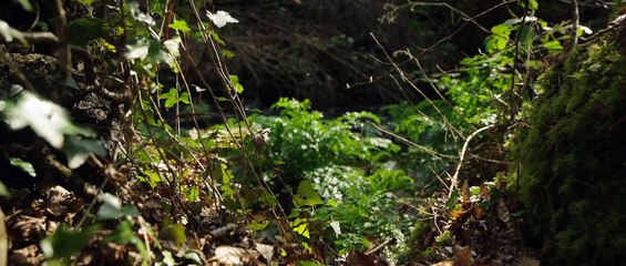 Connexion Sauvage Bande-annonce VF