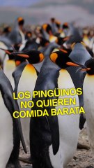 Los pingüinos que no quieren comida barata