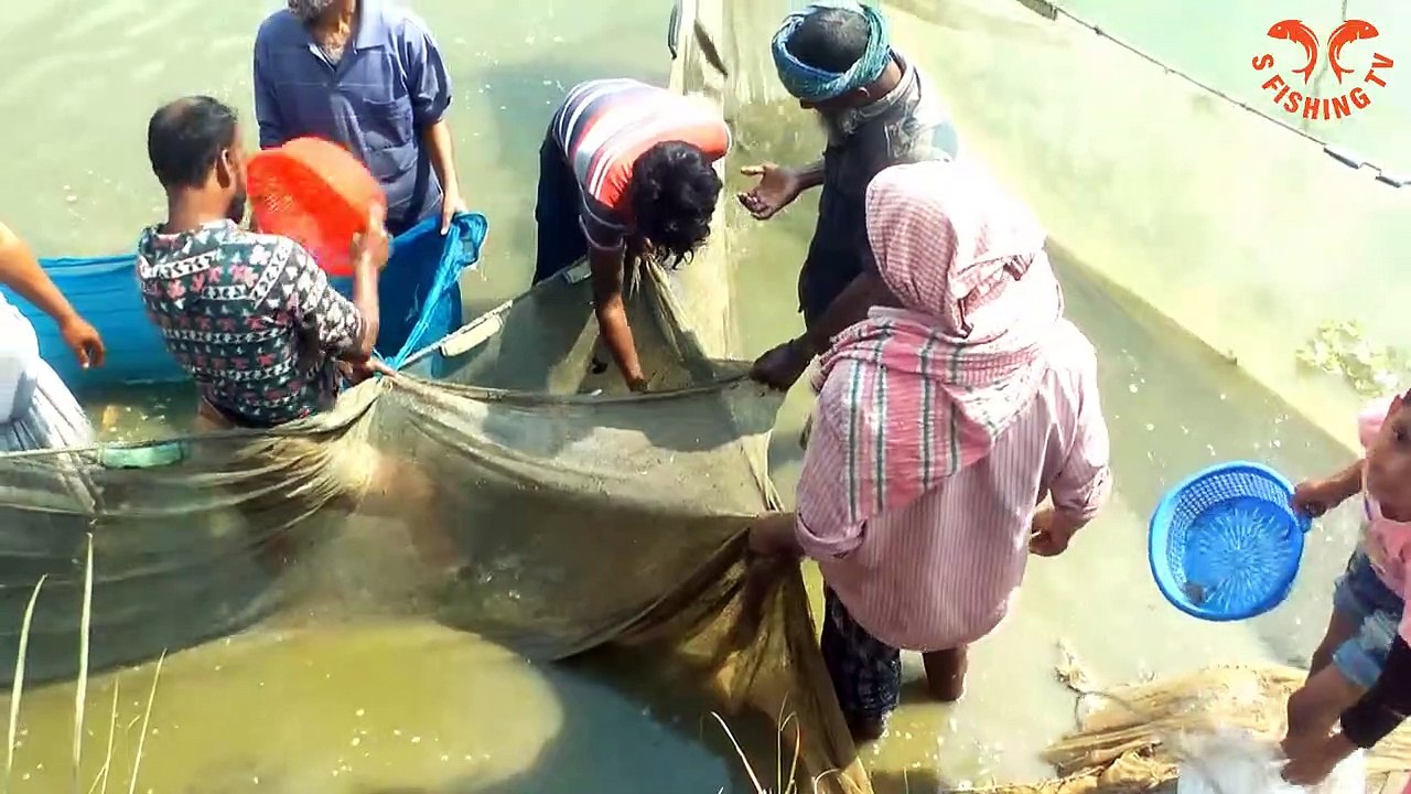 Traditional Cast net Fishing in the village pond _Village Net Fishing _S Fishing Tv