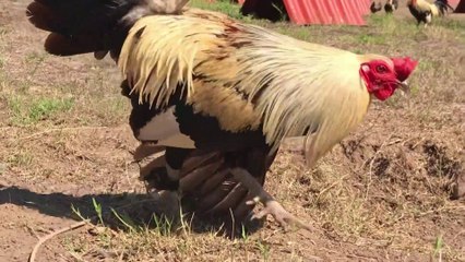 Beautiful Birds Big Farm Mexico - Gueromel Farm