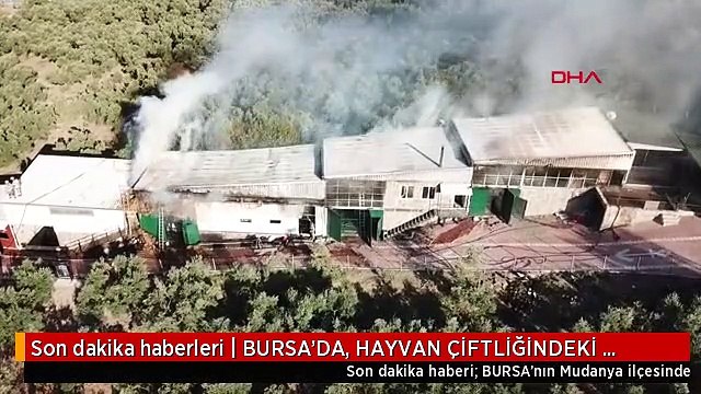 Son dakika haberleri | BURSA'DA, HAYVAN ÇİFTLİĞİNDEKİ YANGINDA ÇOK SAYIDA KANATLI VE KÜÇÜKBAŞ HAYVAN ÖLDÜ