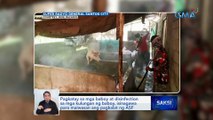 Pagkatay sa mga baboy at disinfection sa mga kulungan ng baboy, isinagawa para maiwasan ang pagkalat ng ASF | Saksi