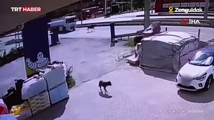 Önüne çıkan hayvana çarpmamak için yavaşlayan tankere otobüs çarptı