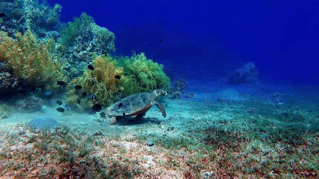 Critically Endangered Hawksbill Turtle. Why is the hawksbill turtle going extinct?