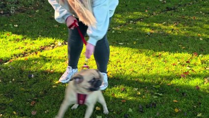 Dogs Behaving (Very) Badly S04E08