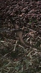 Filhote de jacaretinga encontrado no Itapoã