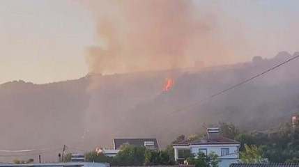 Son dakika haber! MUDANYA'DA ZEYTİNLİK ALANDA ÇIKAN YANGIN SÖNDÜRÜLDÜ