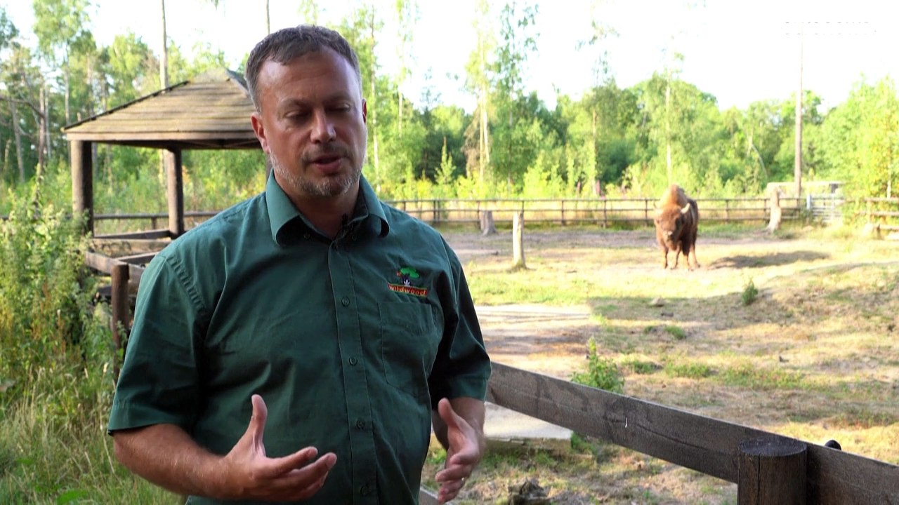 "Öko-Ingenieure" für England: Erste wilde Wisente in Kent