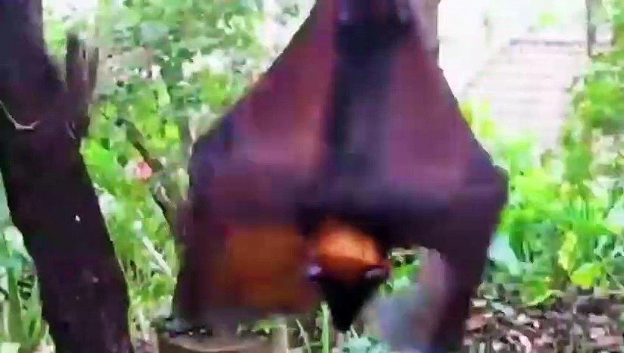 Scientists Are Freaking Out Over This Newly Discovered Species