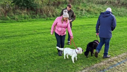 Dogs Behaving (Very) Badly S04E11