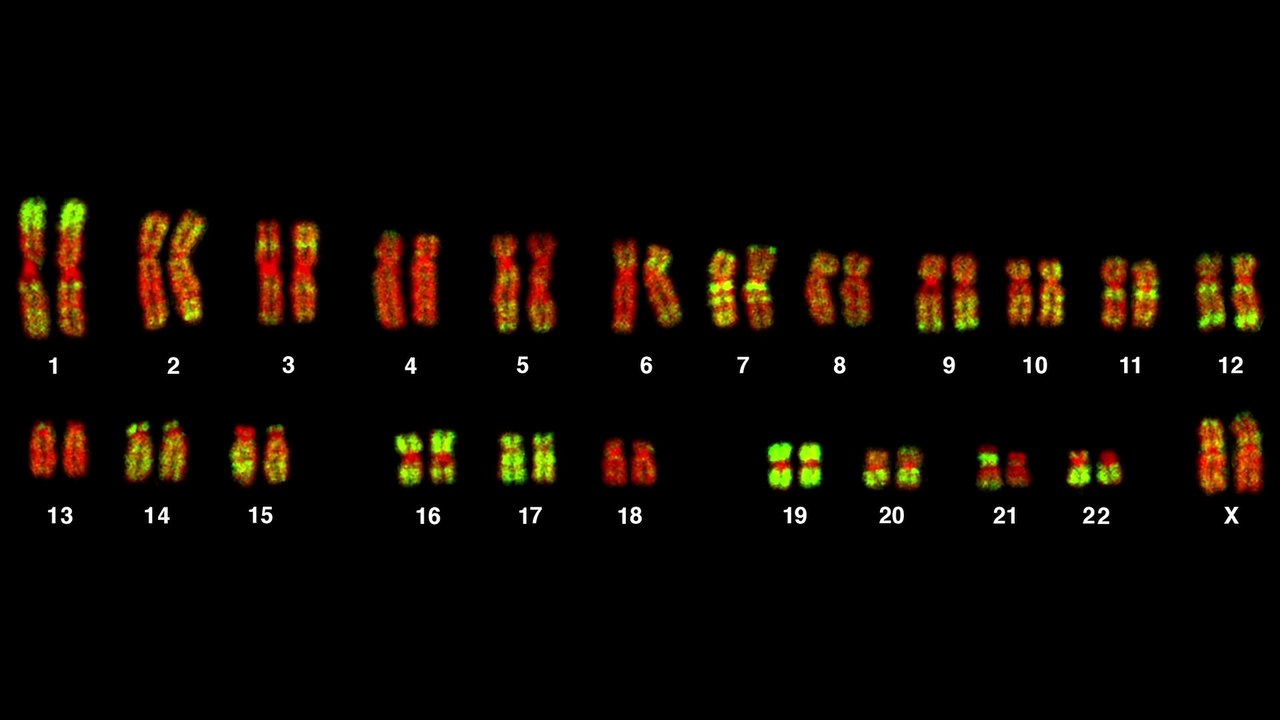 Die Erblichkeit von Homosexualität