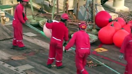 Cabos submarinos de internet também podem "salvar" baleias; entenda