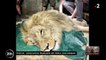 Incendies en Gironde : Regardez les images touchantes de l'évacuation des animaux du Zoo de la Teste-de-Buch, des lions aux paresseux