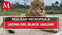 Reportan muerte de una leona en predio de Black Jaguar-White Tiger