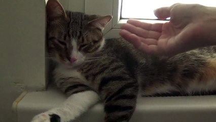 Cute Kitten Stretches when I Touch His Nose