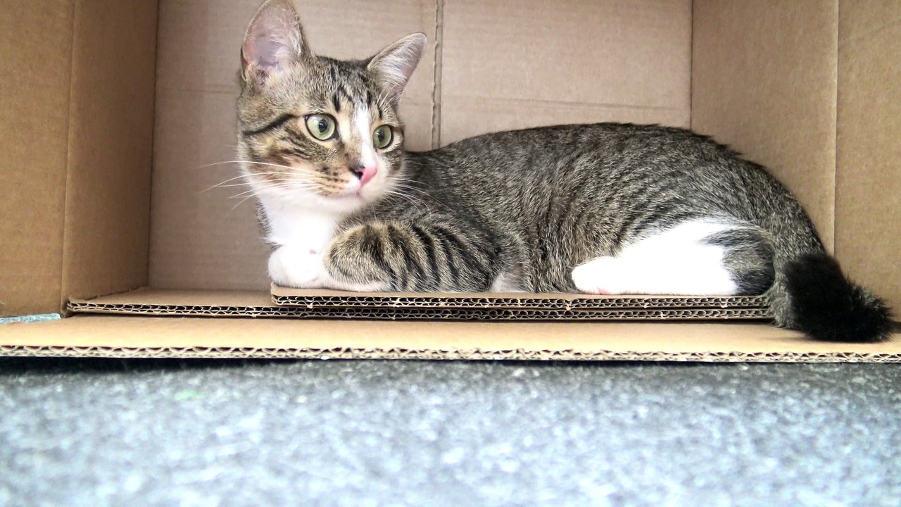 Cute Little Cat Likes to Hide in Cardboard Boxes