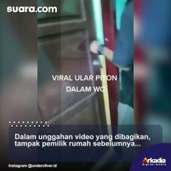 Pemilik Rumah Temukan Ular Piton di Lubang WC, Videonya Bikin Merinding