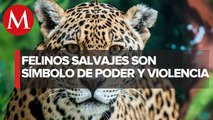 Felinos de gran tamaño, las mascotas preferidas por Cárteles y Capos