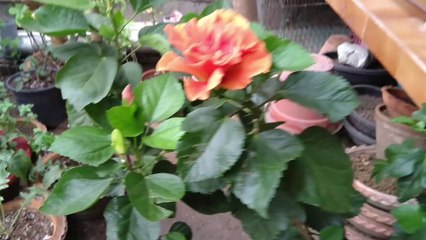 GHAR KE AGAN ME CHHOTA SA BAGAN || Bagan 4u