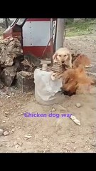 chicken and Dog fight. + #shorts #dogfight
