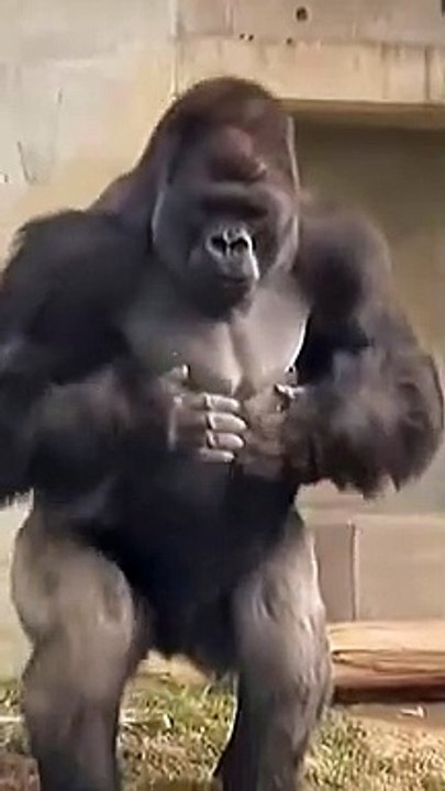 real life king Kong Gorilla #shorts #wildlife #gorilla
