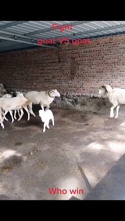 2 male goats Brutally Head fighting  #shorts #animals (1)