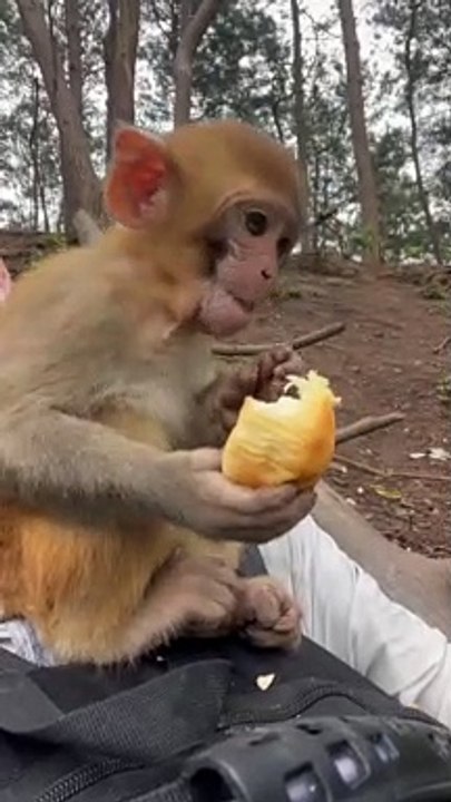 Cute little monkey 20