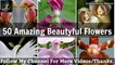 50 Amazing Beautyful Flowers Beautiful Nature Amazing Natur by sohnisdiarynature