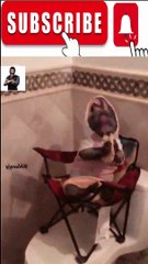 Animal Funny Videos: Funny Animal's | Thug Tohid #shorts