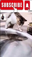 Animal Funny Videos: Funny Animal's | Thug Tohid #shorts