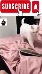 Animal Funny Videos: Funny Animal's | Thug Tohid #shorts