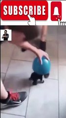 Animal Funny Videos: Funny Animal's | Thug Tohid #shorts