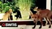Adorable moment fox and her cubs enter UK home to cool off during heatwave