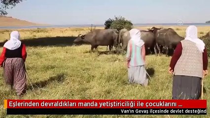 Eşlerinden devraldıkları manda yetiştiriciliği ile çocuklarını okutuyorlar