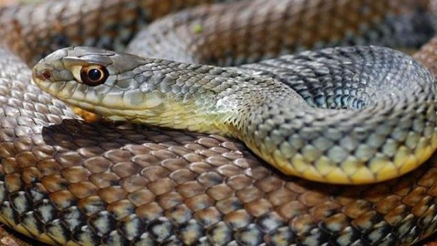 Evdeki ihbara giden yılan uzmanı, karşısına çıkan yılanı görünce tir tir titredi