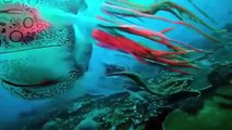 Bu denizanasına hayran kalmamak imkansız! 25 yıl sonra ikinci kez görüntülendi