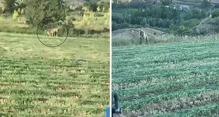 Ayı tarlaya indi, o kornayla uzaklaştırdı