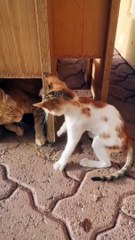 Funny Kittens Fighting