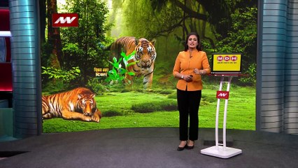International Tiger Day News : भारत में दुनिया के 70% बाघ मौजूद