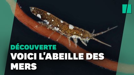 On a découvert des abeilles de mer