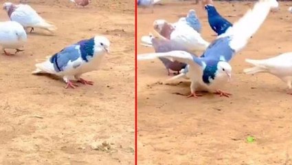 Güvercinden muazzam hareket! Saatler içinde tam tamına 7 milyon tıklandı