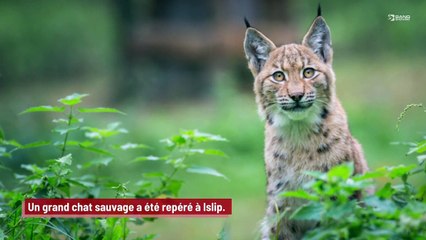 Un grand félin sauvage aperçu en liberté à Islip à New York !