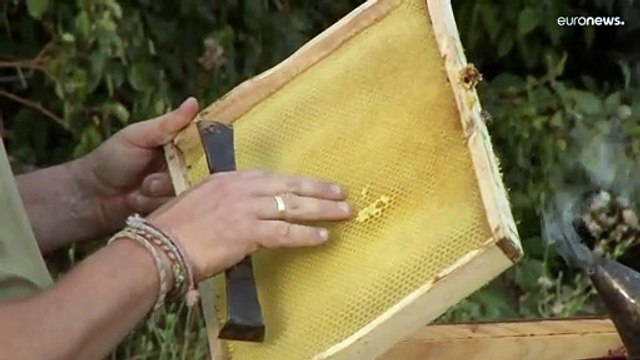 Пчела без пищи - улей без меда