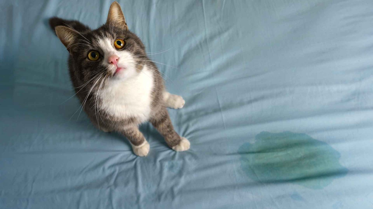 Katzenurin entfernen: Die besten Hausmittel gegen Geruch