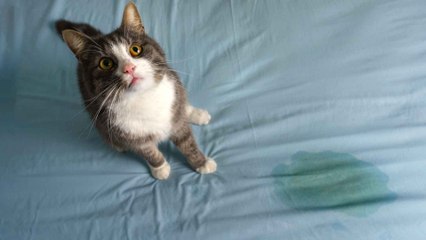 Katzenurin entfernen: Die besten Hausmittel gegen Geruch