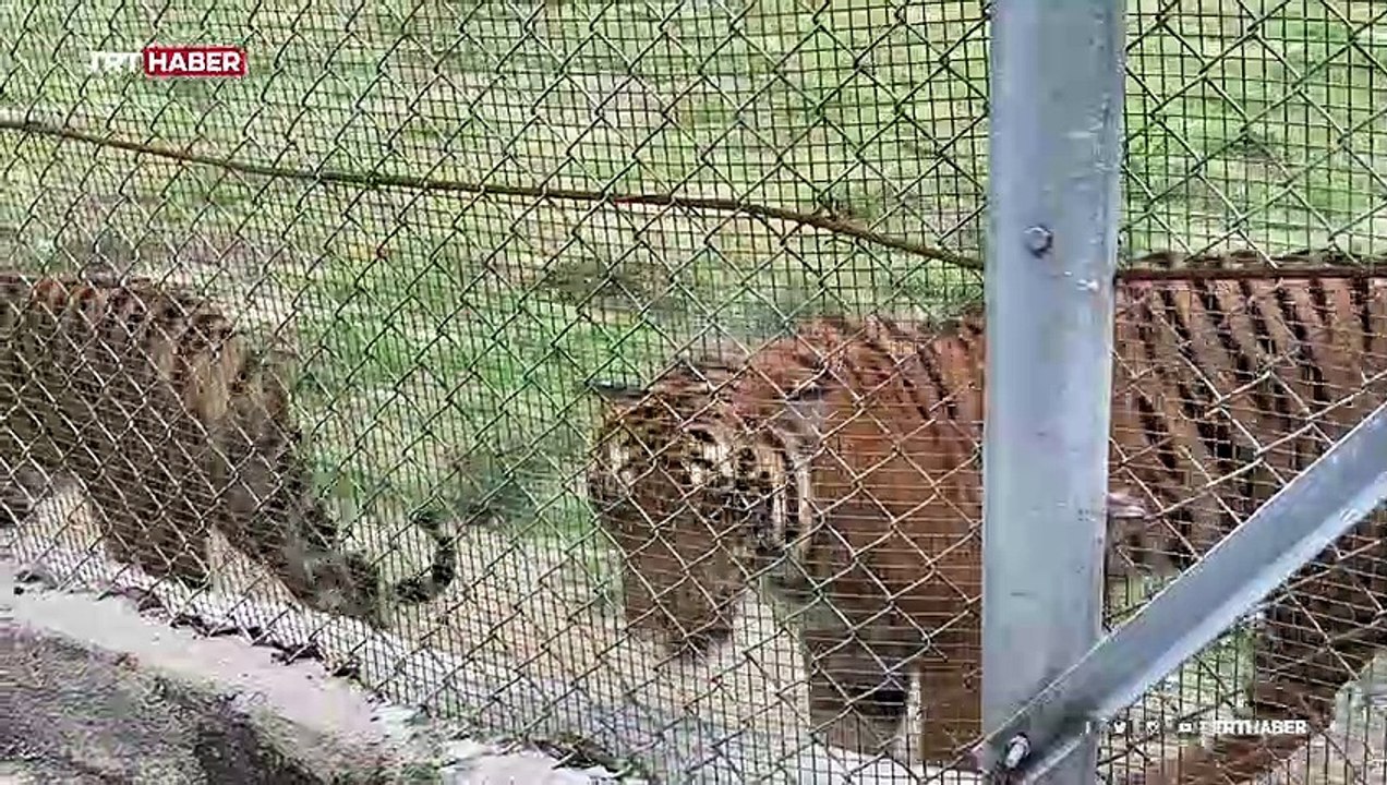 Nesli tehlike altındaki tür: Güney Çin Kaplanları