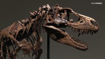 شاهد: هيكل عظمي كامل لغورغوصور يُباع بـ 6,1 ملايين دولار ضمن مزاد أقيم في نيويورك