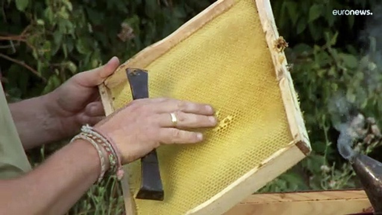 En Hongrie, la sécheresse affame les abeilles
