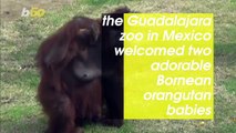 Spirits Up! Mexican Zoo Welcomes Two Adorable Baby Orangutans