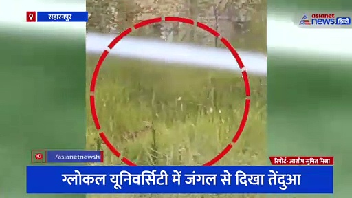 सहारनपुर में तेंदुआ अपने बच्चों के साथ घूमता आया नजर, सोशल मीडिया पर वीडियो हो रहा वायरल